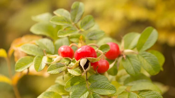 Rode Rozenbottel Bessen Herfst Oogst Van Gezonde Bessen — Stockfoto