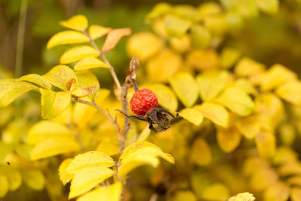 Rode Rozenbottel Bessen Herfst Oogst Van Gezonde Bessen — Stockfoto