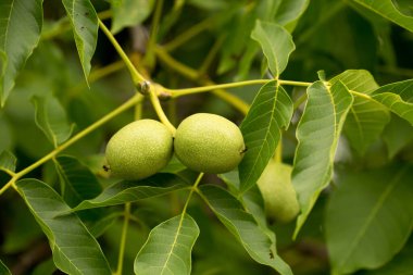 Yeşil kabuklu bir ceviz yakında olgunlaşıp yere düşecek.