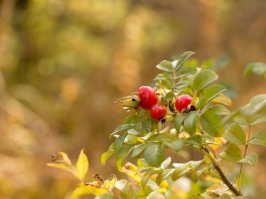 Kırmızı gül üzümü, Sonbahar sağlıklı böğürtlen hasadı