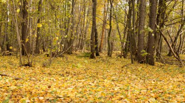 Açık gökyüzü altında sonbahar parkı ve orman