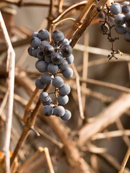 Blauwe Druiven Herfst Rijpe Bessen Gevuld Met Vers Sap — Stockfoto