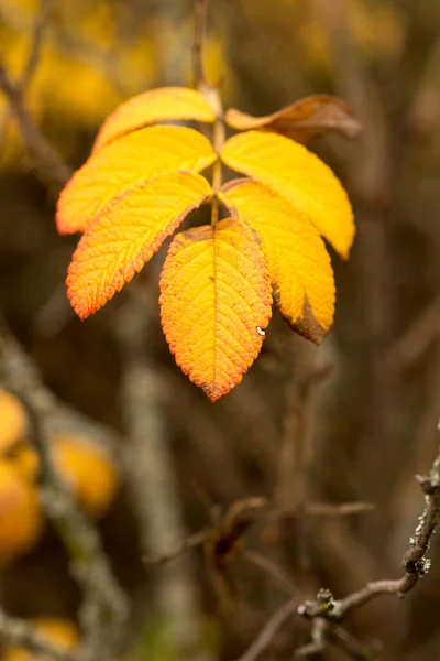 秋天灿烂的野玫瑰 金黄的叶子衬托着美丽的背景 — 图库照片