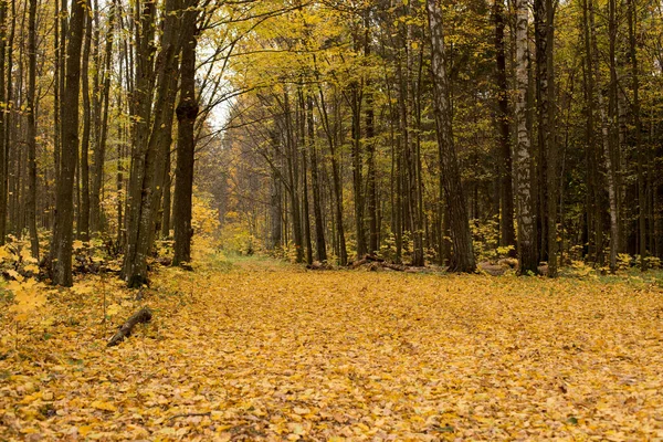 Осенний Парк Лес Ясным Небом — стоковое фото