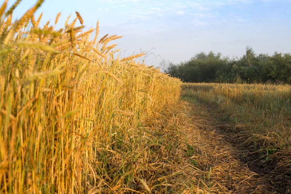 Pšeničné Pole Zlatýma Ušima Obilí Naplněných Životní Silou — Stock fotografie
