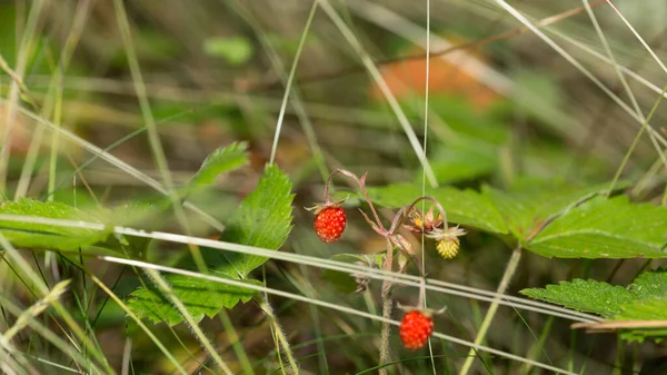 成熟的野生草莓 用于健康营养 维生素和矿物质 — 图库照片