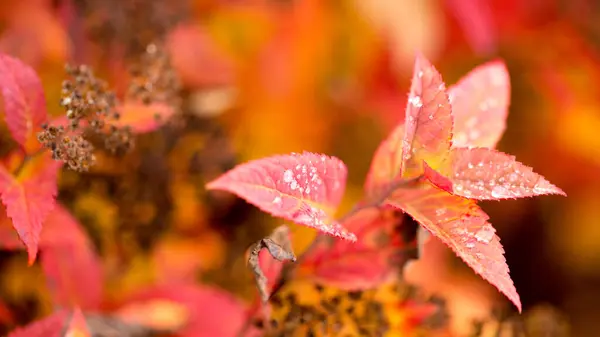 Colorful Bright Red Leaves Dew — Stock Photo, Image