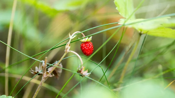 Maturare Fragole Bosco Una Sana Alimentazione Vitamine Minerali — Foto Stock