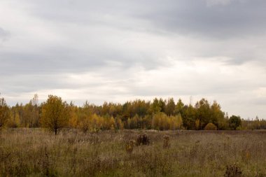 Açık gökyüzü altında sonbahar parkı ve orman