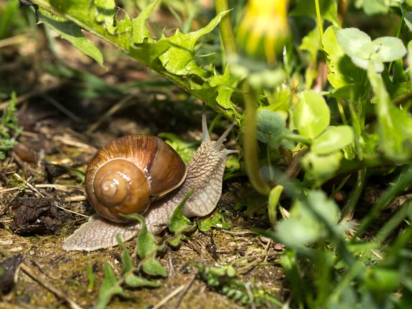 Escargot Raisin Tôt Matin Sur Herbe Verte Avec Rosée — Photo