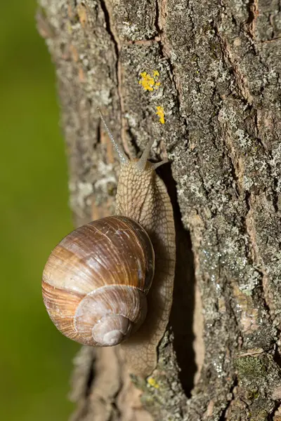 Escargot Raisin Tôt Matin Sur Herbe Verte Avec Rosée — Photo