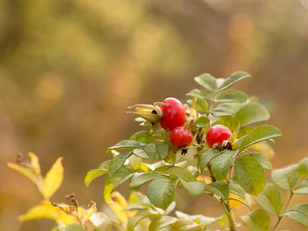 Bacche Rosa Canina Rossa Raccolta Autunnale Bacche Sane — Foto Stock