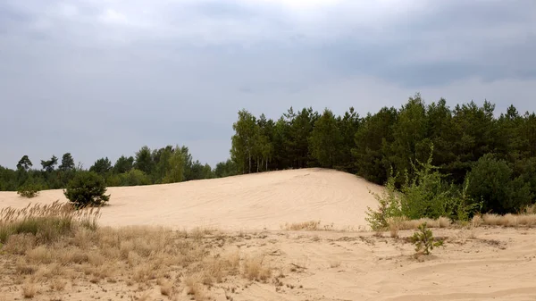 Sonbaharda ormandaki kum tepeleri