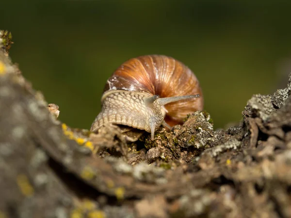 Grape Snail Early Morning Green Grass Dew — Stock Photo, Image