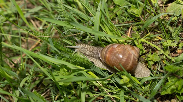 Grape Snail Early Morning Green Grass Dew — Stock Photo, Image