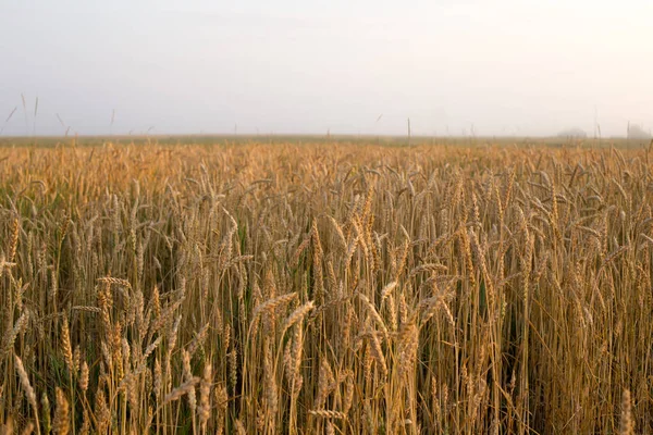 Buğday tarlasında altın tanecikler yaşam gücüyle doludur.