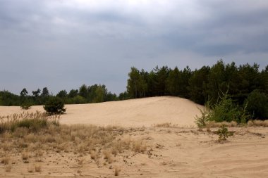 Sonbaharda ormandaki kum tepeleri