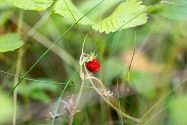 Sağlıklı beslenme, vitamin ve mineraller için olgun yabani çilekler.