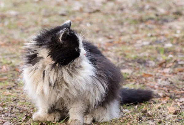 Ulica Kot Czarno Biały Długimi Włosami — Zdjęcie stockowe