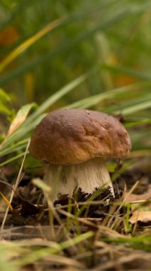 Ekolojik olarak temiz yerlerden orman mantarları topluyorum.