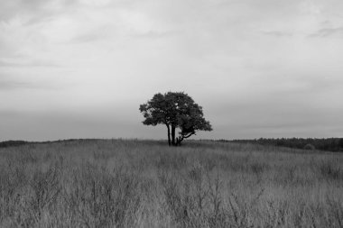 Sonbahar gökyüzünün arka planında yapayalnız ağaç