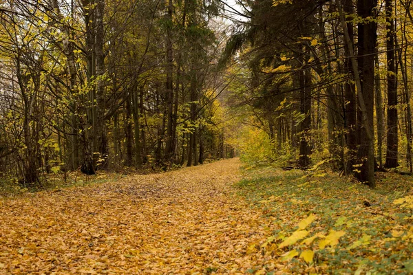 Осенний Парк Лес Ясным Небом — стоковое фото