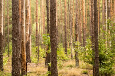 Ormanda güneşli ve uzun gölgeli güzel bir sabah manzarası.