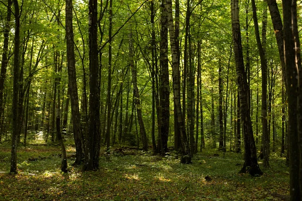 Ormanda güneşli ve uzun gölgeli güzel bir sabah manzarası.
