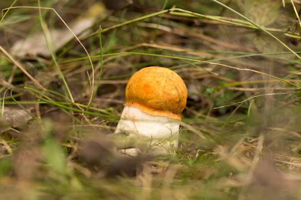 Cute Penny Bun Mushroom Growing Grass Beautiful Small Brown Cap — Stock Photo, Image