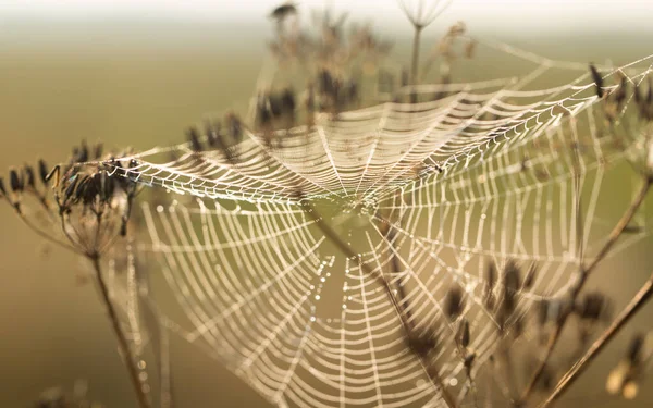 Cobweb Mattino Sotto Raggi Luminosi Del Sole — Foto Stock