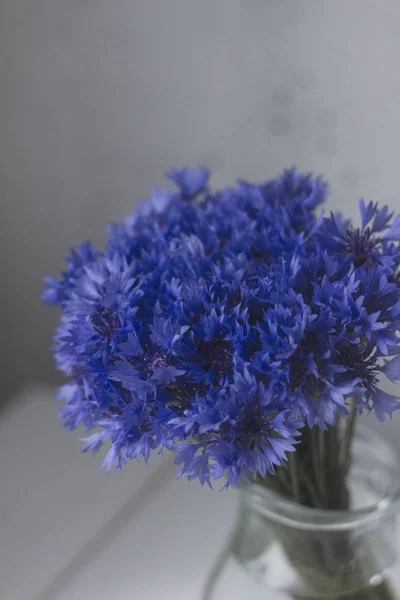 minimalistic still life with cornflowers in glass jug on white rustic wooden background