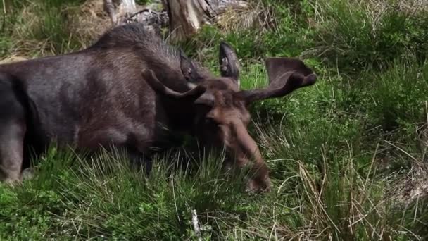 Brown Moose Grass — Stock Video