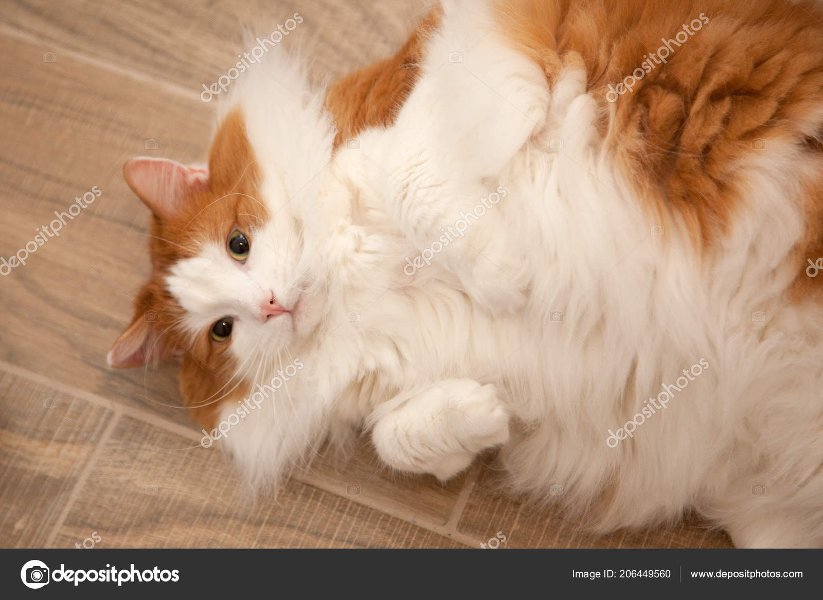 white orange cat