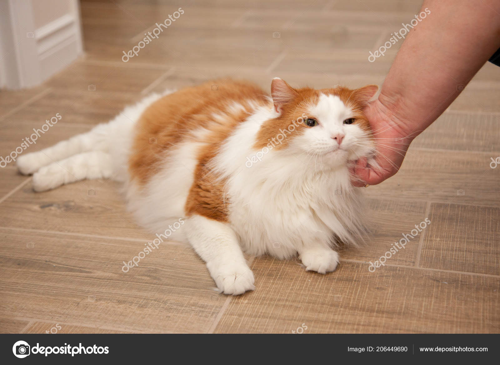 mini australian shepherd puppies for sale