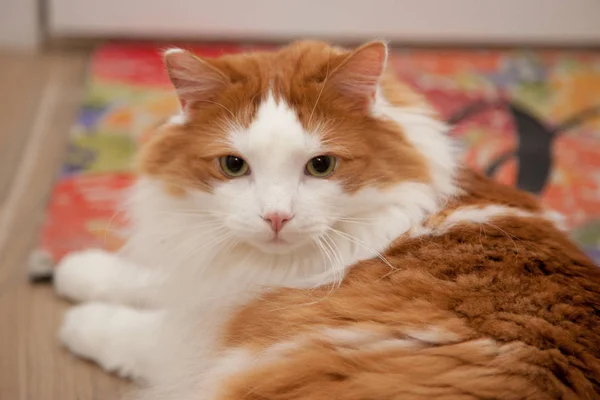 Vita Och Orange Fluffig Katt Sitter Matta Tittar Dig — Stockfoto