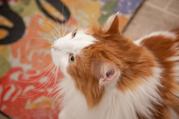 Fluffig Katt Porträtt Med Färgglad Matta Bakgrunden — Stockfoto