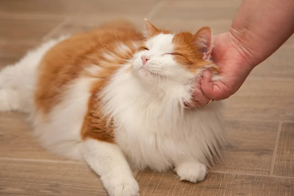 Petted Süre Mutlu Bir Turuncu Beyaz Kedi Mırlamak — Stok fotoğraf