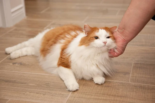 Orange Och Vit Katt Tillåter Dess Ägare Linjera Sin Päls — Stockfoto