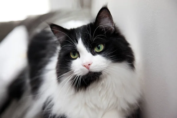 Gyönyörű Közelről Lágy Fókusz Portréja Fehér Fekete Macska Fehér Szakáll — Stock Fotó