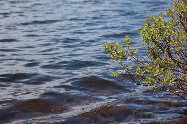 Una Pequeña Planta Verde Florece Lado Lago Río Resplandeciente Sol — Foto de Stock