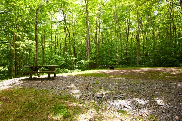 A forest with a camp site ready for campers, with a picnic table and fire pit