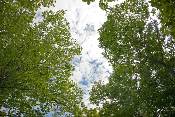 Два Зеленых Лиственных Дерева Обрамляют Красивые Пышные Облака Голубом Небе — стоковое фото