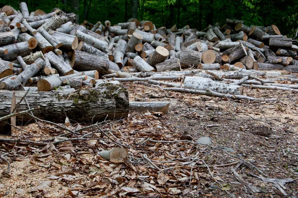 Een Stapel Van Grey Blafte Bomen Zijn Gesneden Kleine Stukjes — Stockfoto