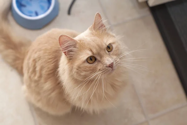 Vacker Fluffig Orange Katt Med Orange Ögon Sitter Och Väntar — Stockfoto