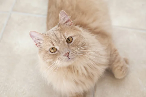 Vacker Fluffiga Buff Katt Ställer Golvet — Stockfoto