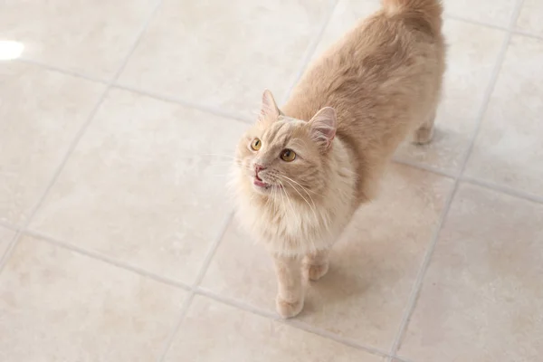 Narancssárga Macska Áll Szája Nyitva Így Miau Vagy Chittering Padló — Stock Fotó