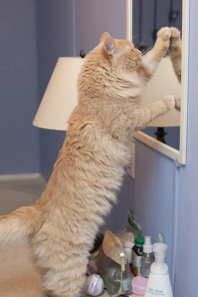 Kočka Představuje Marně Zrcadle Kontrolu Svou Reflexi — Stock fotografie