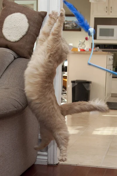 Gato Está Siendo Tonto Saltando Alto Del Suelo Persiguiendo Juguete — Foto de Stock