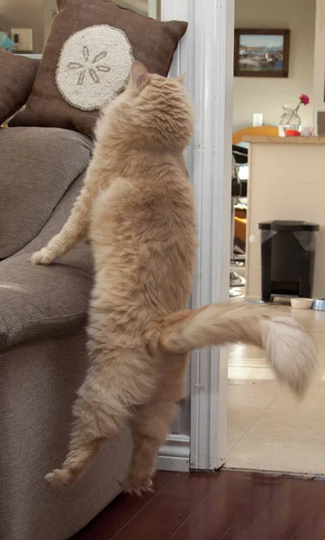 Enerjik Bir Kedi Atlar Bir Sandalye Yan Sıçramaları — Stok fotoğraf