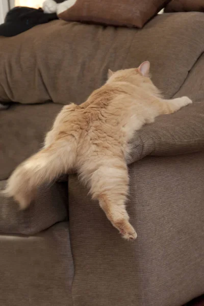 Katze Versucht Auf Stuhl Springen Und Landet Halb Alberner Pose — Stockfoto